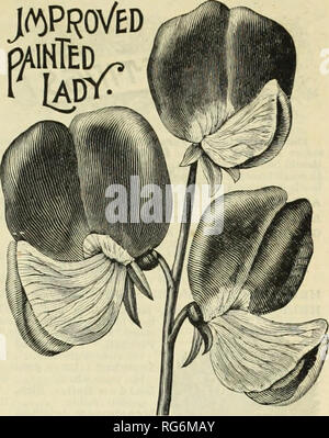 . Der Bauernhof jährliche Burpee austauschen. Baumschulen Pennsylvania Philadelphia Pennsylvania Kataloge Kataloge; Blumen; Gemüse; Samen von Pennsylvania Pennsylvania Kataloge Kataloge. j&lt;^erwiesen. Neue Sweet Pea. Oder MISS BLANCHE FÄHRE. Nach gründlichen Studien für zwei Jahre, die wir am meisten Herz kann - ily Empfehlen Sie diesen neuen Anfang - blühende Sweet Pea. Er trägt großen, rosa und weißen Blüten, wie die Schönen und beliebten Painted Lady Sweet Pea, aber ist sehr mvch mehr reichblühend und mindestens zehn Tage vorher in der Blüte - ing. Die schönen Blumen sind reich duftenden und Pro - in der grössten Fülle produziert für eine lange Stockfoto