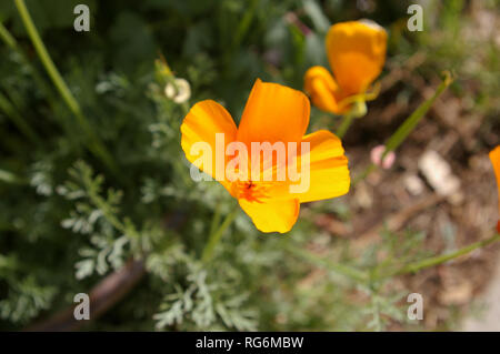 Nahaufnahme von Kalifornischer Mohn (Eschscholzia californica) Stockfoto