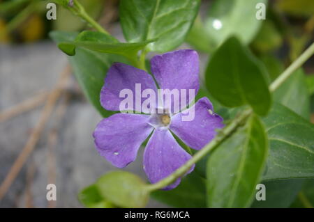 Bigleaf Immergrün (Vinca major) in voller Blüte Stockfoto