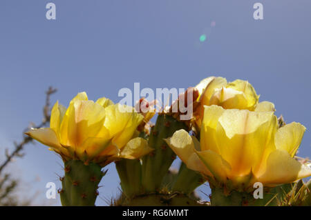 Makro Blume Gelb Feigenkakteen (Opuntia Arten) mit blauen Himmel im Hintergrund Stockfoto