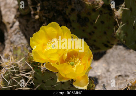 Nahaufnahme der Blüte Gelb Feigenkakteen (Opuntia Arten) Stockfoto