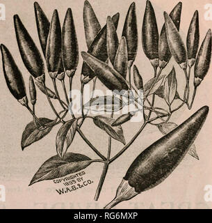 . Der Bauernhof jährliche Burpee austauschen. Baumschulen Pennsylvania Philadelphia Kataloge Kataloge; Blumen; Gemüse; Samen Kataloge Kataloge; W. Atlee Burpee Folgendes unternehmen; Baumschulen; Blumen; Gemüse; Samen. Neue Pfeffer - Elephant Trunk. Gigantischen neuen Pfeffer, der Elephant Trunk. Die Pflanzen bilden ein starkes, kräftiges Wachstum, achtzehn bis zwanzig Zoll hoch, und eine große Ernte von sehr auffällige Früchte tragen. Die großen Paprika unterscheiden sich in Form und ganz sug - gestive Ihrer Namen, wie aus der Abbildung zu sehen ist. Die ungewöhnlich großen, glänzenden Narbe - lassen Sie Früchte aus acht bis zwölf Zoll Länge durch zwei ein Stockfoto