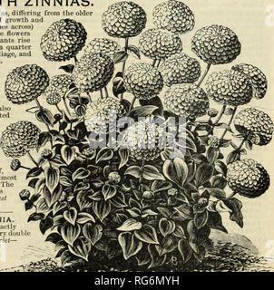 . Der Bauernhof jährliche Burpee austauschen. Baumschulen Pennsylvania Philadelphia Pennsylvania Kataloge Kataloge; Blumen; Gemüse; Samen von Pennsylvania Pennsylvania Kataloge Kataloge. Riesige MAMMUT ZINNIEN. Wirklich eine großartige neue Klasse von zinnien, die sich von den Älteren in seiner ungewöhnlich robusten Gewohnheit des Wachstums und des immensen Größe (4 bis 5 Zoll) der perfekt geformte, sehr doppelte Blüten von verschiedenen auffälligen Farben. Die Pflanzen steigen bis zu einer Höhe von drei zu drei und ein Viertel Füße, sind mit üppigen Laub bekleidet, und hloom frei über einen langen Zeitraum. Der große Übereinstimmung, die Blume Stockfoto