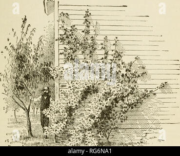 . Bush - Früchte; eine gärtnerische Monographie von Himbeeren, Brombeeren Taubeeren, Johannisbeeren, Stachelbeeren und andere Strauch Früchte. Beeren. Rote und weiße CUBBANTS 381 über 1883 eingeführt wurde, und wurde weithin bekannt und sehr allgemein geschätzt, obwohl die Nebenwirkungen von einigen Vierteln. So kräftig beschrieben, wenn auch nicht so stark wie Kirsche, etwas verbreiten, mit der unteren Äste oft schleppend auf den Boden. Cluster lange, mit einem guten Stamm zwischen Niederlassung und die Frucht, so dass es leicht zu sammeln. Obst variieren von mittelgroß bis groß, einheitlicher Größe, von guter Qualität, dunkel Stockfoto