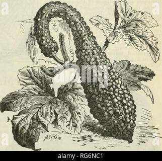 . Jahresbericht 1894 der Bauernhof Burpee austauschen. Baumschulen (Gartenbau) Pennsylvania Philadelphia Kataloge; Gemüse Samen Kataloge; Pflanzen, Zierpflanzen, Blumen Samen Kataloge Kataloge. HUBBARD SQUASH. HUBBARD. Die standard Winter. Squash, und excel-Tabelle verwenden, um die Fastenzeit; gute Größe; trockene, Feinfaseriges Fleisch; guter Keeper. Dies ist scptash zweifellos mehr angebaut als jede andere Winter Squash. Unser Saatgut ist die beste Sorte, und mit großer Sorgfalt. Pro Pck. 5 cts.; Oz. 10 cts.; tb 25 cts.; pro ftj 75 cts. WARREN. "Vor drei Jahren ein Weinstock erschienen in einem Feld von Essex llvbrid Siiuashes einer Stockfoto