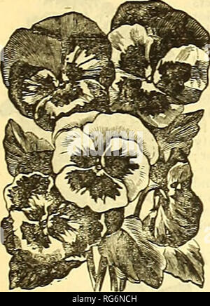 . Die jährlichen Burpee Folgendes Farm, 1887: Garten, Hof und Blumensamen. Baumschulen Pennsylvania Philadelphia Kataloge Kataloge; Blumen; Gemüse; Samen Kataloge Kataloge. Die Samen der einjährigen Burpee austauschen. PANSIESâContinued. Azurblau, sehr fein, lo cts. ^ oz. 60 cts. Hellblau, schön, fast "Himmel-blau. 10 cts. Deep Indigo Blau, ver>' dunkle, markante. 10 cts. Bronze - farbige, sehr gut. 10 cts. Bt O'n - Rot, ha. idsome shaoes. 10 cts. Fawn-Farbe, sehr hübsch. 10 cts. Gold - Breitrandig, auffallend schön. 10 cts. Mahagonifarbenen. 10 cts. Havana Brown, neue Farben, mit cts. Reines Gelb, große goldene Blume Stockfoto
