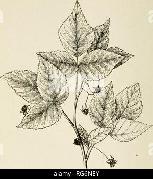 . Bush - Früchte; eine gärtnerische Monographie von Himbeeren, Brombeeren Taubeeren, Johannisbeeren, Stachelbeeren und andere Strauch Früchte. Beeren. 816 BUSE - FRUfTS. Abb. 57. Kubus Idceus (X^2) - Aale kurz, aufsteigend, oben zusammengefasst; Kelch tomentose; Kelchblätter Eiförmig-Lanzettlich, zugespitzt, länger als die Blütenblätter, die an der Länge recurved; Frucht dunkel Rot oder Gelb, produziert mehr oder weniger Con-ständig während der gesamten Saison (Abb. 57). Original Distribution. - Gemeinsame in ganz Europa und Westasien. Dies ist das übergeordnete Element des älteren Garten Sorten, die aus Europa importiert wurden und die leitete raspb Stockfoto