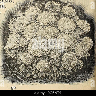. Der Bauernhof jährliche Burpee austauschen. Baumschulen Pennsylvania Philadelphia Pennsylvania Kataloge Kataloge; Blumen; Gemüse; Samen von Pennsylvania Pennsylvania Kataloge Kataloge. EET RLiVSSUjVI. Besucher unserer Samen Farm im letzten Sommer waren Enthusi-astic in ihrem Lob für diese neue und sehr hübsche süsse Alyssum. Die Pflanzen sind sehr Zwerg, Verbreitung, und bemerkenswert einheitliche im Wachstum: sie wachsen nur drei bis vier Zoll hoch, und jede Pflanze breitet sich so völlig eine kreisförmige Platz zwölf bis zwanzig incuus im Durchmesser zu decken. Die Pflanzen beginnen zu blühen, während recht jung, und bald eine Masse von w werden Stockfoto