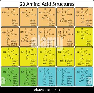 Set mit 20 Aminosäure Moleküle Skelettstruktur Stock Vektor