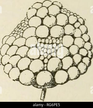 . Bush - Früchte; eine gärtnerische Monographie von Himbeeren, Brombeeren Taubeeren, Johannisbeeren, Stachelbeeren und andere Strauch Früchte. Beeren. Abb. 9. Abb. 10. Aufgrund unvollständiger Pol-Lination. Wahrscheinlich fecundated zu sein, und es kann nicht genug sein, den gesamten Speicherplatz auf dem Gefäß (Abb. zu füllen. 10). Wenn die Frucht reif ist, sollten die Samen gepflanzt und gepflegt werden wie bisher für wachsende Pflanzen aus Samen gerichtet, mit der Ausnahme, dass es-besondere Vorsicht ist bei allen Operationen verwendet werden, Gemisch, oder Verletzung von Samen oder Jungpflanzen zu vermeiden. Bereit zum POI-Crossiug rcquircs viel Zeit, iinate. ^^^ ac Stockfoto