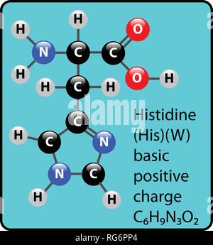 Histidin Aminosäure Molekül Kugel-stab-Struktur Stock Vektor