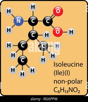 Isoleucin Aminosäuren Molekül Kugel-stab-Struktur Stock Vektor