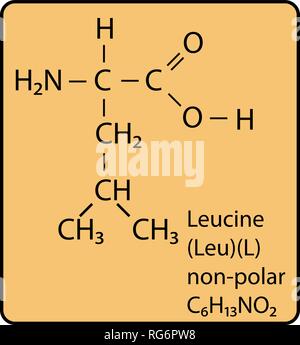 Leucin Aminosäuren Molekül Skelettstruktur Stock Vektor
