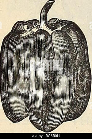 . Der Bauernhof jährliche Burpee austauschen. Baumschulen Pennsylvania Philadelphia Pennsylvania Kataloge Kataloge; Blumen; Gemüse; Samen von Pennsylvania Pennsylvania Kataloge Kataloge. Paprika. NUBIAN. Siehe farbige Platte. RED Ätna. Siehe Speciallies. FANCY zerknittert. Siehe NovelUes. CORAL JUWEL BOUQUET. Die Abbildung oben nicht gerecht wird, diese schöne kleine Sorte zu tun; es ist unmöglich, in eine Gravur, um zu zeigen, wie völlig abgedeckt sind die kleinen Pflanzen mit Hunderten von kleinen hell-rote Paprika. Die einzelnen Pfeffer veranschaulicht wird, ist der natürliche Größe und so dick auf den Zwerg Pflanzen als zu jeder Anlage eingestellt Stockfoto