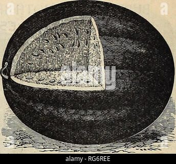 . Der Bauernhof jährliche Burpee austauschen. Baumschulen Pennsylvania Philadelphia Pennsylvania Kataloge Kataloge; Blumen; Gemüse; Samen von Pennsylvania Pennsylvania Kataloge Kataloge. KOLB JUWEL WASSERMELONE. KOLB GEM oder AMERICAN CHAMPION. Es war eine sehr harte Rinde und trägt in gutem Zustand ohne Bruch. Sie wachsen unifonnly ronrtd,^ Von nahezu gleicher Durchmesser jeder Art und Weise. Die Streifen des Lichts freenas erklärt sind in der Regel schmal und Matt Farbe. Die esh ist hell rot und von gutem Geschmack. Die Melonen wachsen zu marktgerechten Größe, von 30 bis 50 Pfund. Pro Pck. 5 ots, | oz. 10 cts, CTS,;; also pro ft 'BS cfs.. G Stockfoto