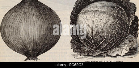 . Die Burpee Folgendes farm Jährliche: Garten, Hof und Blumensamen. Baumschulen Pennsylvania Philadelphia Pennsylvania Kataloge Kataloge; Blumen; Gemüse; Samen von Pennsylvania Pennsylvania Kataloge Kataloge. IfVEGmBLEdEEDS. Auf den folgenden Seiten zeigen wir, und beschreiben einige der wertvollsten Neuheiten vor kurzem eingeführt, und auch einige wichtige Spezialitäten, wie unsere Sorten der Führenden Sorten von Cab-bages. Diese Spezialitäten sind alle würdig der prominenten Hinweis, den wir Ihnen geben, und haben ausgezeichnete Kundenzufriedenheit wo immer gewachsen. Unsere Preise (außer Kartoffeln) sind für die SAMEN P Stockfoto