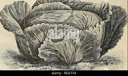 . Der Bauernhof jährliche Burpee austauschen. Baumschulen Pennsylvania Philadelphia Pennsylvania Kataloge Kataloge; Blumen; Gemüse; Samen von Pennsylvania Pennsylvania Kataloge Kataloge. VANDERGAW KOHL. V Kohl wurde an zehn r Pound beschafft, von einem berühmten langen larket Gärtner, dessen Namen er Herrn Vandergaw ing diese Sorte seit vielen Jahren, hat das Saatgut jährlich hboring Züchter von Kohl verkauft, wie U $ 20,00 pro 8) und nie weniger Lan $ 10,00 pro ft. Wir haben ein paar Pfund, ausdrücklich zu distri - Bute, gratis, für die ich Versuch unter unseren Kunden, bevor 'weiche' es Angebot zum Verkauf. Aus allen Teilen der countr Stockfoto