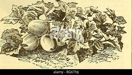 . Die jährlichen Burpee Folgendes Farm, 1887: Garten, Hof und Blumensamen. Baumschulen Pennsylvania Philadelphia Kataloge Kataloge; Blumen; Gemüse; Samen Kataloge Kataloge. . Bitte beachten Sie, dass diese Bilder sind von der gescannten Seite Bilder, die digital für die Lesbarkeit verbessert haben mögen - Färbung und Aussehen dieser Abbildungen können nicht perfekt dem Original ähneln. extrahiert. W. Atlee Burpee Folgendes unternehmen; Henry G. Gilbert Baumschule und Saatgut Handel Katalog Kollektion. [Philadelphia, Pa]: W. Atlee Burpee Folgendes Co. Stockfoto