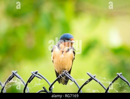 Eine Nordamerikanische Rauchschwalbe (Hirundo rustica, Hirundo rustica erythrogaster) auf einem Zaun in Beaumont, Alberta, Kanada thront. Stockfoto