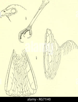 . Bulletin - United States National Museum. Wissenschaft. Vögel von Nord- und Mittelamerika 519 und Oberschenkel bandagiert Tilleul buff und chaetura Schwarz, einige Exemplare scheinbare mehr Buffy als schwärzlich und einige das Gegenteil; Schwanz Deckfedern schmutzig Buff subterminally durch eine schwärzliche Band durchquert, und einige der Federn, die von mehreren Bands gekreuzt;- und unter Flügel Verstecke wie bei Erwachsenen; cere Schwarz; Basis von Bill plumbeous; Iris orange-rot; tarsi und Zehen orange-gelb.. Abbildung 38.- Geranospiza nigra. Natal. - Nicht bekannt. Erwachsene männliche. Wing 282-318 (302,2); Schwanz 224-247 (238,7); culmen von Cere 19.5 - Stockfoto