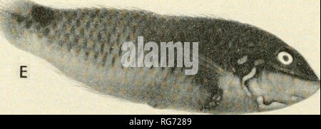 . Bulletin - United States National Museum. Wissenschaft. A, Anampses rubrocaudata Randall, Foto von einem hawaiischen Muster von Spencer Tinker; B, J. caeruleoputictatus Riippell, von Wilkes erforschen Expedition; C, A. twisti Bleeker; D, Halichoeres margaritaceus (Cuvier und Valenciennes); E.//. Trimaculatus (Quoy und Gaimard); C, D und E, Fotos von Proben aus Bikini.. Bitte beachten Sie, dass diese Bilder sind von der gescannten Seite Bilder, die digital für die Lesbarkeit verbessert haben mögen - Färbung und Aussehen dieser Abbildungen können nicht perfekt dem Original ähneln. extrahiert. Stockfoto
