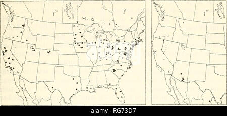 . Bulletin - United States National Museum. Wissenschaft. ICHNEUMON - Fliegen, Teil 2! EPHIALTINAE 83. Die Zahlen 30, 31. - Städte und Gemeinden: 30 (links), Calliephialtes notandus; 31 (rechts), C. thurberiae. Und in Jacksonville, N. C; 23. April bei Hagerstown, Md; 30. April am Ithaca, N.Y.; 18. Oktober in Takoma Park, Md; Oktober 19 in Charlottesville, Virginia; Oktober 29 in Cleveland, Ohio; 30. Oktober an der Davis, Calif., und 15. November in Takoma Park, Md. Aufzucht Aufzeichnungen sind wie folgt: 1 Aufzucht von Epiblema desertana, 2 von E.strenuana, 1 von "Gelechia" Sp., 1 aus Gnorimoschema baccharisella, 2 aus Stockfoto