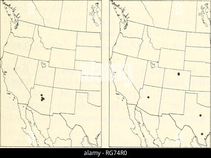 . Bulletin - United States National Museum. Wissenschaft. ICHNEUMON - FLIEGT VON AMERIKA: 1. 69 METOPIFNAE Creek, Sierra Ancha, Ariz., fliegen, um die verschiedenen Sträuchern wenig häufiger um Auf dem Flügel dieses Metopius Eumenes (Vespidae), in denen die Proben bei Workman gesammelt wurden, zwischen 9:00 und 11:00 a.m., und Bäume genommen. Die Weibchen, mindestens, waren eine Eiche, die zu dieser Zeit beim Durchblättern war, sahen fast genauso aus wie eine Sorte war auch zu dieser Zeit und Ort. Diese Art ist in der oberen Sonoran Fauna von Arizona im Frühling gemacht worden. 3. Metopius krombeini (Metopius), neue Arten vorne Stockfoto