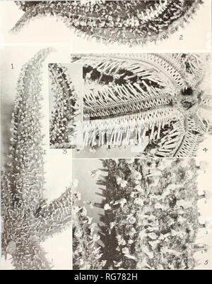 . Bulletin - United States National Museum. Wissenschaft. Us NATIONAL MUSEUM BULLETIN 76. Teil 2 PL. 76. Lysastrosoma desmiora Zur Erläuterung der Platte siehe Seite facino. Bitte beachten Sie, dass diese Bilder sind von der gescannten Seite Bilder, die digital für die Lesbarkeit verbessert haben mögen - Färbung und Aussehen dieser Abbildungen können nicht perfekt dem Original ähneln. extrahiert. United States National Museum, Smithsonian Institution, Usa. Abt. des Innenraums. Washington: Smithsonian Institution Press, [etc. ]; Für Verkauf durch die Supp. von Docs. , Us Govt Drucken. Aus. Stockfoto