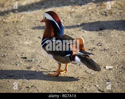 Bunte männliche Mandarinente, Aix galericulata, Anatra mandarina Bunte männliche Mandarinente, Aix galericulata, anatra Mandarina Stockfoto