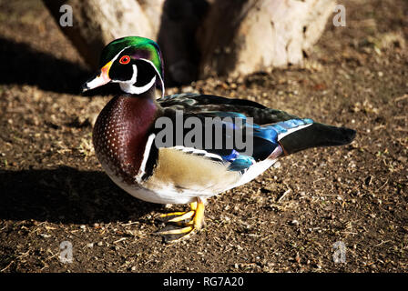 Männliche Holz Ente, Aix sponsa, Anatra sposa Stockfoto