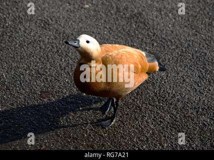 Frau bräunlich, Brandgänse tadorna ferruginea, casarca ferruginea Stockfoto