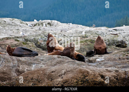 Seelöwen auf einem felsigen Ufer, in der Nähe von Seward, Alaska Stockfoto