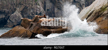 Seelöwen auf einem felsigen Ufer, in der Nähe von Seward, Alaska Stockfoto