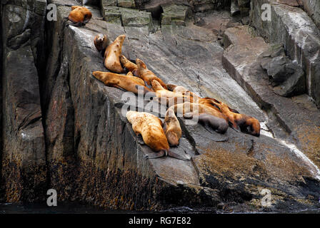 Seelöwen auf einem felsigen Ufer, in der Nähe von Seward, Alaska Stockfoto