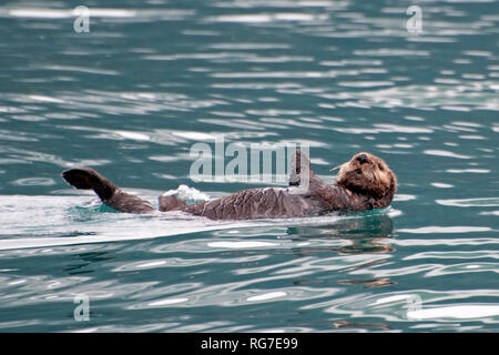 Sea Otter Schwimmer im Pazifischen Ozean Stockfoto