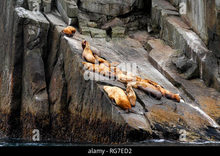 Seelöwen auf einem felsigen Ufer, in der Nähe von Seward, Alaska Stockfoto