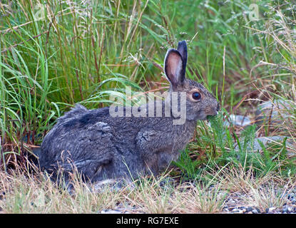 Snowshoe hare in Alaska Stockfoto