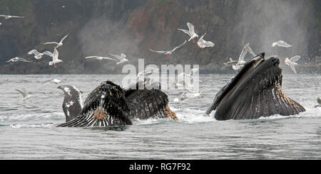 Buckelwale in den Gewässern von Alaska Stockfoto