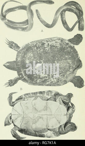 . Bulletin - United States National Museum. Wissenschaft. u. S. National Museum Bulletin 177 Platte 12. A, Darlingtonia haetiana, Typ, M.C.Z. Nr. 38252, von Roche Croix, Massif de la Hotte, Haiti; B, Pseudemys stejnegeri Vicina, paratype, M.C.Z. Nr. 43651, Puerto Plata, Dominikanische Republik. Bitte beachten Sie, dass diese Bilder sind von der gescannten Seite Bilder, die digital für die Lesbarkeit verbessert haben mögen - Färbung und Aussehen dieser Abbildungen können nicht perfekt dem Original ähneln. extrahiert. United States National Museum, Smithsonian Institution, Usa. Abt. der In Stockfoto