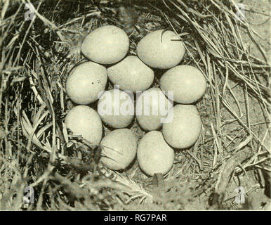 . Bulletin - United States National Museum. Wissenschaft. Male Lesser Prairie Huhn Oktober. 1925.. Nest von weniger Prairie Huhn - Tune 2, 1920. Auf Seite 281 genannt. Sowohl Fotos von Walter&lt;'1 in Seward County, Kans., und durch ihn dargestellt. Bitte beachten Sie, dass diese Bilder sind von der gescannten Seite Bilder, die digital für die Lesbarkeit verbessert haben mögen - Färbung und Aussehen dieser Abbildungen können nicht perfekt dem Original ähneln. extrahiert. United States National Museum, Smithsonian Institution, Usa. Abt. des Innenraums. Washington: Smithsonian Stockfoto