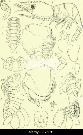 . Bulletin - United States National Museum. Wissenschaft. Asseln VON NORDAMERIKA. 501 horgii; Casco Bay, Maine, in der s. Ixmalh; West Grönland; Norden; Grecnhind Baffin Land; Osten (irccnland. Pacific Coast: Städte und Gemeinden: Adniinilty Einlass, Piiget Sound, Washington, auf Spirontocaris grmnlandica; aus North Head, akutan Island, Alaska, auf ^. Arcuata, "Straße von Fuca,]&gt; zwischen Washington und Vancouver Island, S.; toamsendi Admiralty Inlet, Puget Sound, Washington, Öl' ist. tridens; Washington Sound, Straße von Fuca, Washington, S. I. Abb. 550.- Phryxus Aftek abdominalis (Sars). o, Bein der männlichen, b, S Stockfoto