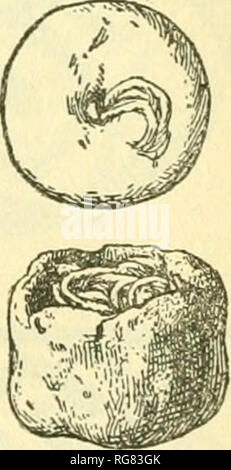 . Bulletin - United States National Museum. Wissenschaft. 311. 312. Abbn. 311-313.- Keramik Angebote von Bear Creek Höhle. 313. (Abb. 314 a.) Die Vase hat ein Loch genau in der Mitte des unten (Abb. gebohrt. 314 5) Durch wliich es auf der Stange, die Teil des Angebots gebildet wurde. Das Design wahrscheinlich repräsentiert fallender Regen und das Angebot bezieht sich auf ein Gebet für Regen, die Vase steht als Symbol für Wasser. Die Unterseite der Vase ist schwarz lackiert. (Kat. Art.Nr. 232248, USA N.M.; Durchmesser 3 Zoll, Höhe, 2^Zoll.). Bitte beachten Sie, dass diese Bilder aus gescannten Seite extrahiert werden Stockfoto