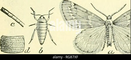 . Bulletin - United States National Museum. Wissenschaft. Abb. 133.- eine Arctiid motte Utethei-SA BELLA. Keine andere Insekten sollten in das Cyanid jar verwendet Lepidoptera zu sammeln, da Letzterer platziert werden verletzt werden, und die anderen Insekten eon Rot mit Schuppen. Nach den Mustern sind tot (Hey sollte nicht länger bleiben in der Zyanid Flasche, sonst die Gelb auf Rot. Sie sollten festgesteckt oder im Feld tapeziert werden. Viele Motten können nachts genommen werden, und eine Falle Licht, wie an anderer Stelle beschrieben, ist der beste Weg eine Menge line Material zu sichern. Trockenzuckerung, wie auf Seite 47 beschrieben, ist ein reicher bedeutet o Stockfoto