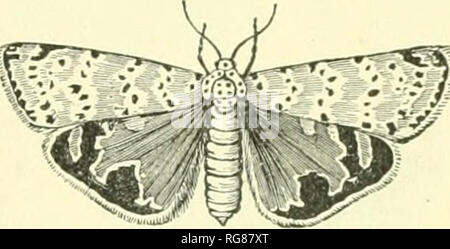 . Bulletin - United States National Museum. Wissenschaft. Erfassung und Bewahrung von Insekten Banken. 87. Abb. 133.- eine Arctiid motte Utethei-SA BELLA. Keine andere Insekten sollten in das Cyanid jar verwendet Lepidoptera zu sammeln, da Letzterer platziert werden verletzt werden, und die anderen Insekten eon Rot mit Schuppen. Nach den Mustern sind tot (Hey sollte nicht länger bleiben in der Zyanid Flasche, sonst die Gelb auf Rot. Sie sollten festgesteckt oder im Feld tapeziert werden. Viele Motten können nachts genommen werden, und eine Falle Licht, wie an anderer Stelle beschrieben, ist der beste Weg eine Menge line Material zu sichern. Trockenzuckerung, ein Stockfoto