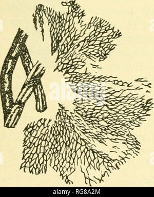 . Bulletin - United States National Museum. Wissenschaft. Abb. 48.- c. lyptograptus cyathiformis Spencer. Kopie von Spencer's Bild. Die Beschreibung von 1884 fügt auch, dass die Zweige in zwei oder drei kleinere Abschlüsse, die wahrscheinlich der Beginn neuer Zweige unterteilt sind, und dass nur eine Probe, 6 cm im Durchmesser und 4 cm von der Unterseite der Wurzel an die Spitze der Branchen, gefunden wurde. Es wurden keine zusätzlichen Exemplare in der jüngeren Sammlungen festgestellt, so dass die Arten sicher sehr selten ist. CALYPTOGRAPTUS MICRONEMATODES Spencer. Calyiitograptus inicrojicinatodcs Spencer, Kanadische X Stockfoto