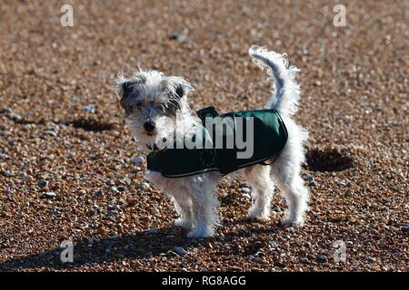 Hastings, East Sussex, UK. 28 Jan, 2019. UK Wetter: trocken und sonnig, aber weitgehend kalt und windig in Hastings. © Paul Lawrenson 2019, Foto: Paul Lawrenson/Alamy leben Nachrichten Stockfoto