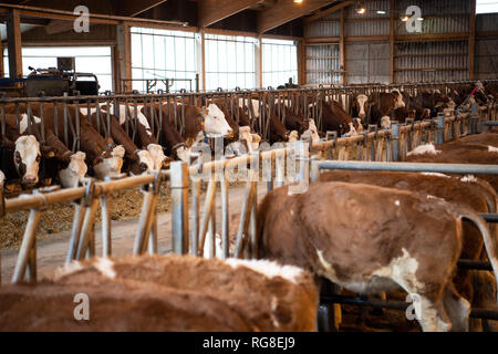 28 Januar 2019, Baden-Wuerttemberg, Markgröningen: Rinder stehen im Stall eines Emigranten Farm. Foto: Fabian Sommer/dpa Stockfoto