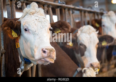 28 Januar 2019, Baden-Wuerttemberg, Markgröningen: Rinder stehen im Stall eines Emigranten Farm. Foto: Fabian Sommer/dpa Stockfoto