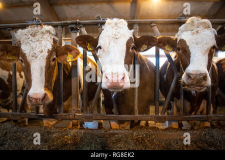 28 Januar 2019, Baden-Wuerttemberg, Markgröningen: Rinder stehen im Stall eines Emigranten Farm. Foto: Fabian Sommer/dpa Stockfoto