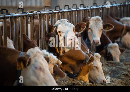 28 Januar 2019, Baden-Wuerttemberg, Markgröningen: Rinder stehen im Stall eines Emigranten Farm. Foto: Fabian Sommer/dpa Stockfoto